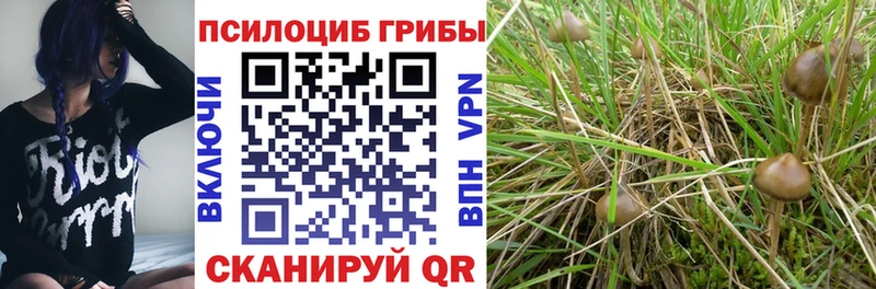 Галлюциногенные грибы Psilocybe kraken как войти Гай